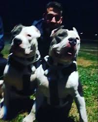 Cudi Docka The Mask Bullies Americanbully Bully Xlbully Korsan Maske Dobermanpinscher Maltese Pekinez C German Dogs Doberman Pinscher American Bully