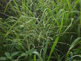 Image result for Panicum kalaharense