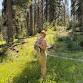 East Kootenays Hiking Moms event image