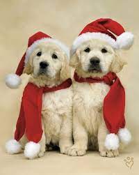 Every kid's childhood dream…to get a puppy on christmas day. Santa Puppies Christmas Animals Christmas Puppy Christmas Dog
