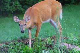 Rabbit (game species), deer (game species). Surefire Ways To Keep Deer Out Of Your Garden Farmers Almanac