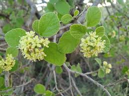 Image result for Cordia monoica