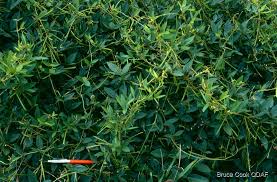 Image result for Teramnus