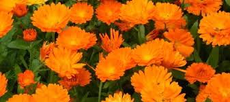 Arka bangara  flowers are of yellow gold colour with rhs colour chart no. Calendula Officinalis History And Uses Dave S Garden