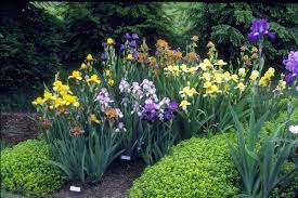 Google Image Result For Http Www Irisgarden Org Regbul2004 Mtb Lowergarden Jp Iris Garden Iris Flowers Garden Lawn And Garden