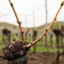 Image result for grape pruning