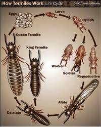 You have to be a member though. For All Your Pest Control Power Pest Control Service Facebook