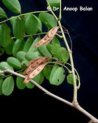 Image result for Dalbergia