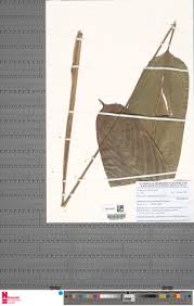 Image result for Halopegia azurea