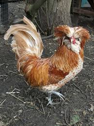 Buff laced polish i'll bet you didn't know that there are, quite literally, hundreds of breeds of chickens in the world. Buff Laced Polish What D You Call Me Polish Chickens Breed Chicken Breeds Polish Chicken