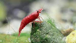 How Long is Cherry Shrimp Pregnancy? – Pet Shrimp Planet