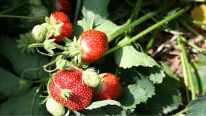 Maybe you would like to learn more about one of these? How To Grow Strawberries Our Guide To Growing Berries In Your Garden