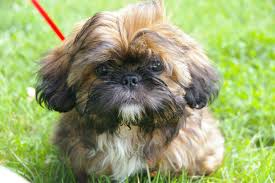 They are believed to have stemmed from the mating of the. Shih Tzu Dog Breed Information Learn All About This Dog India