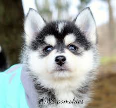 They are affectionate, gentle and have a great sense of humor. Pomskies For Sale Adopt Pomsky Puppies For Sale Online Today Vip Puppies Pomsky Puppies Puppies Cute Baby Dogs
