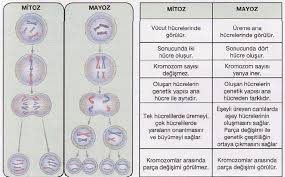 Biyoloji Ders Notlari Canlilarin Ortak Oze