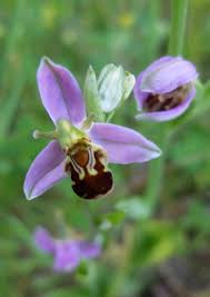 Image result for Aster milanjianus