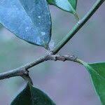 Image result for Strombosiopsis tetrandra