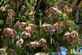 Check spelling or type a new query. Clematis Cirrhosa Freckles Photo Royalty Free Clematis Species Stock Image Cfgbc02 Jpg