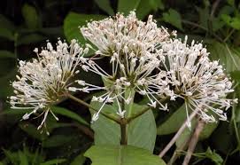 Image result for Pavetta hymenophylla