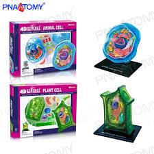Check spelling or type a new query. 4d Master Biology Teaching Botanical Garden Displays Cell Assembly Plant Animal Cell Organ Anatomical Model