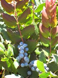 Image result for Maerua nervosa