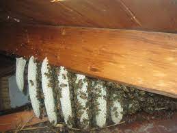 You can plug the holes with cork, putty or caulk. Signs Of A Bee Nest We Save Bees