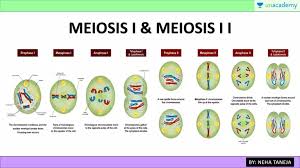 Phases Of Meiosis Hindi Cell Division And Cell Cycle Csir Ugc Net Unacademy The pattern of resistance and sensitivity correlates with the level of sulfhydryl compounds in the cell.