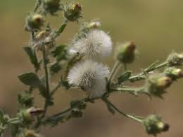 Image result for Laggera