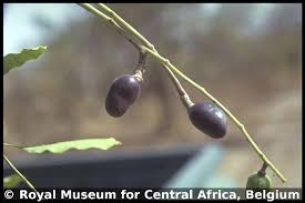 Image result for Quassia undulata