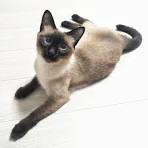 Siamese cat - Wikipedia