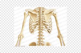 Click and start learning now! Pelvis Thorax Coronal Plane Bone Abdomen Skeleton Anatomy Arm Abdomen Png Pngwing