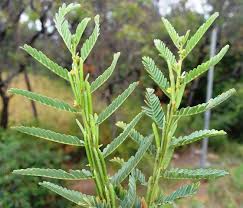 Image result for Chamaecrista nigricans