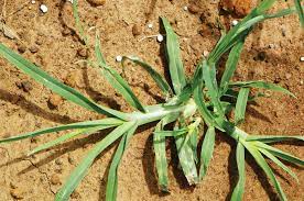 Indian goosegrass is inherent to africa, but naturalized in south america, micronesia, asia, american samoa and the pacific islands from the tropical to subtemperate regions. Control Of Weeds In Maize And Wheat Part 8 Goose Grass
