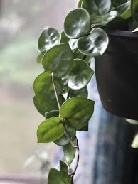 My Gorgeous Find At Lowes Today Hoya Chelsea Hoya Plants Plants House Plants