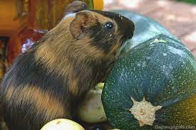 Can guinea pigs eat zucchini everyday. Can Guinea Pigs Eat Zucchini Serving Size Benefits Risks More Guinea Pig 101