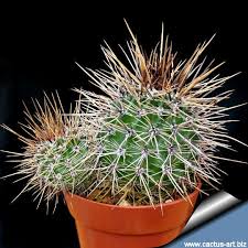 Image result for Cavacoa aurea