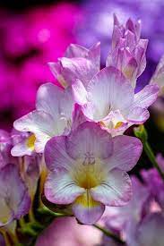 The Fatal Gift Of Beauty Beautiful Flowers Amazing Flowers Freesia Flowers