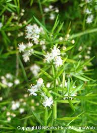 Image result for A. densiflorus Sprengeri