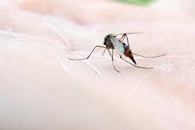 Photo  Pour lutter contre le moustique il faut d'abord comprendre son ...