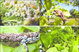 Image result for Neorautanenia ficifolia