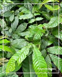 Image result for Tabernaemontana stapfiana