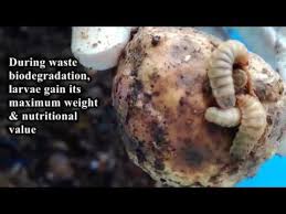 This apk is safe to download from this mirror and free of any virus. Black Soldier Fly Rearing Std Sahiwal Pakistan Youtube Fish Farming Black Soldier Fly Organic Compost