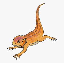 With tenor, maker of gif keyboard, add popular cute bearded dragon animated gifs to your conversations. Bearded Dragon Png Pic Drawing Of A Cute Bearded Dragon Transparent Png Kindpng