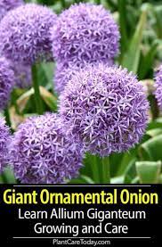 Growing Allium Giganteum Learn Giant Ornamental Onion Care In 2020 Allium Giganteum Allium Flowers Onion Flower