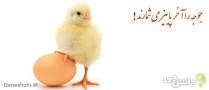 نتیجه تصویری برای معنی ضرب المثل جوجه را اخر پاییز میشمارند یعنی چی