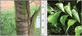 Image result for Caryota urens