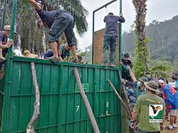 Tangkapan berkenaan dibuat dalam operasi dijalankan di negeri sembilan, kedah dan pahang. Uzivatel Jabatan Perhilitan Na Twitteru Operasi Tangkapan Seekor Tapir Betina Di Ladang Johol Negeri Sembilan Jabatan Perhilitan Daerah Gemas Negeri Sembilan Telah Berjaya Menangkap Seekor Tapir Betina Yang Telah Masuk Ke Dalam