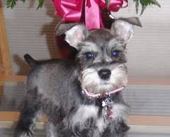 The black puppy costs on snow miniature schnauzer. On Valentine S Day After Her First Schnauzer Cut Flickr