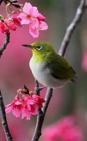 Pin On Birds
