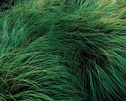 Short, only growing to about knee or waist high. Native Grasses Finegardening